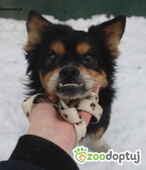 Do adopcji Nowy Dwór Mazowiecki