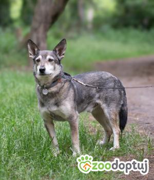 Do adopcji Warszawa