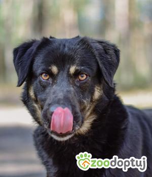 Do adopcji Białobrzegi