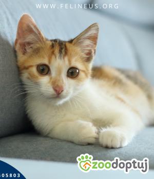 Do adopcji Rzeszów