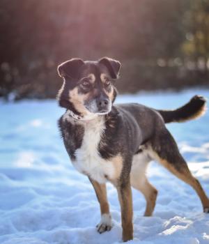 Do adopcji Białobrzegi