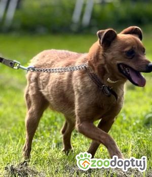Do adopcji Zgierz