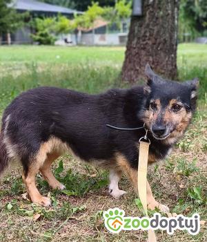 Do adopcji Zgierz