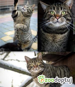 Do adopcji Warszawa