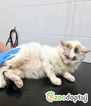Do adopcji Toruń