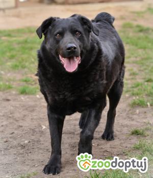 Do adopcji Mielec