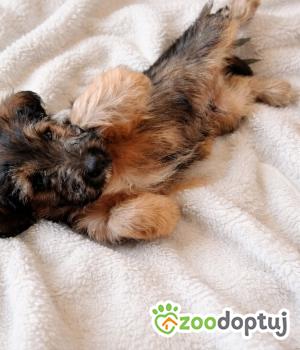 Do adopcji Nowy Tomyśl