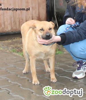 Do adopcji Nowy Dwór Mazowiecki