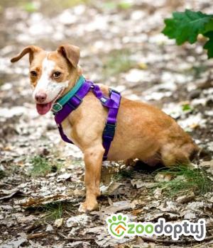 Do adopcji Warszawa