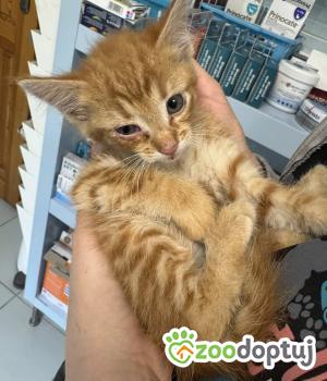 Do adopcji Zgierz