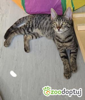 Do adopcji Stalowa Wola