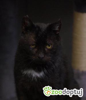 Do adopcji Kielce