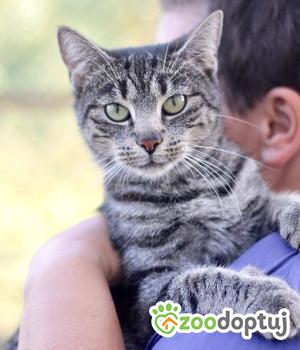 Do adopcji Głogów