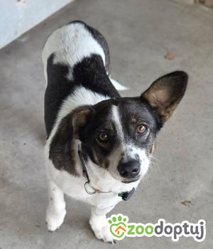Do adopcji Zgierz