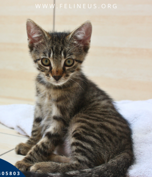 Do adopcji Rzeszów