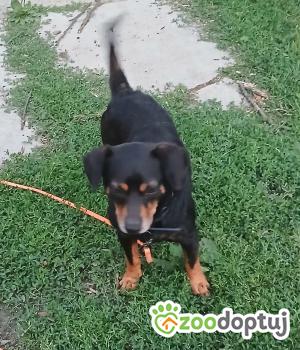 Do adopcji Warszawa