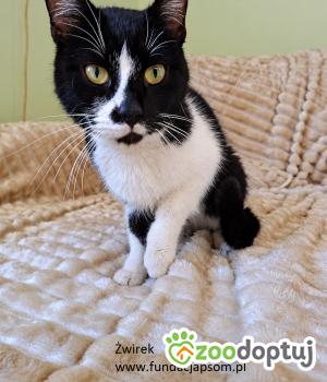 Do adopcji Nowy Dwór Mazowiecki