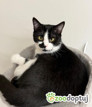 Do adopcji Poznań