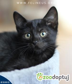 Do adopcji Rzeszów