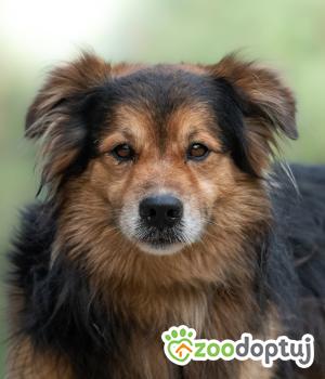 Do adopcji Warszawa