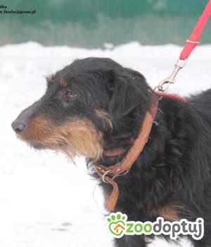 Do adopcji Nowy Dwór Mazowiecki