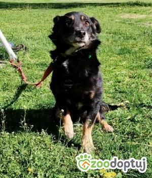 Do adopcji Zgierz