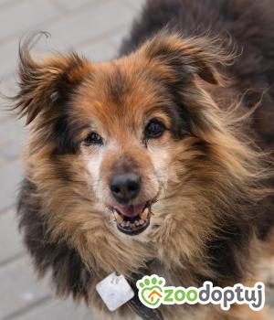 Do adopcji Mielec