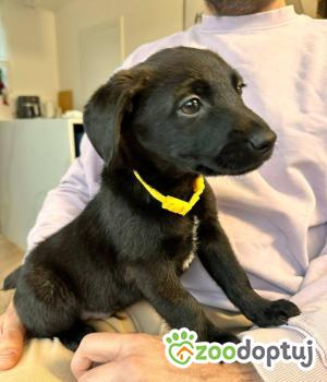 Do adopcji Białobrzegi