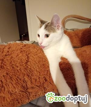 Do adopcji Cieszyn