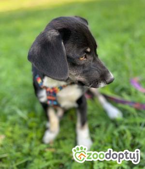 Do adopcji Zgierz