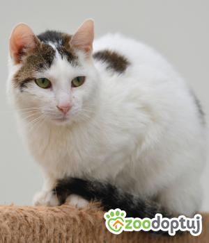 Do adopcji Mielec