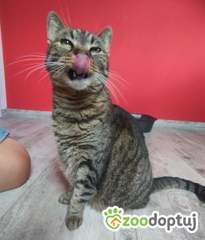 Do adopcji Poznań