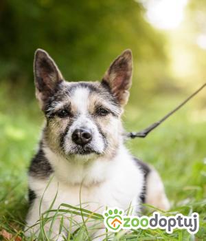 Do adopcji Warszawa