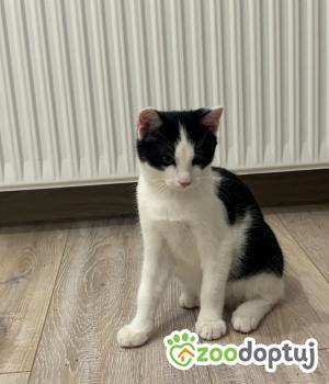 Do adopcji Cieszyn