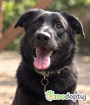 Do adopcji Warszawa