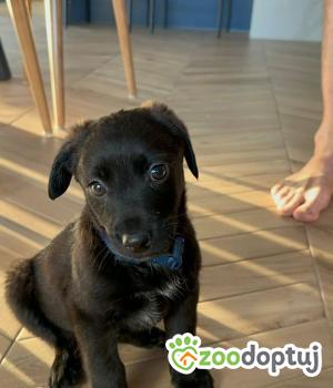 Do adopcji Białobrzegi