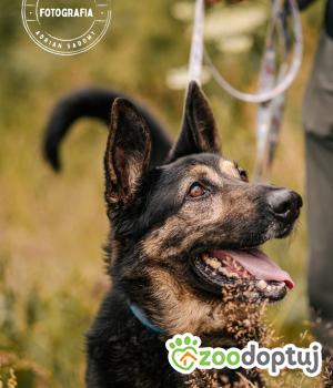 Do adopcji Głogów