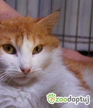 Do adopcji Poznań