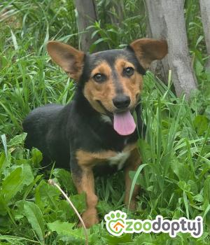 Do adopcji Zgierz