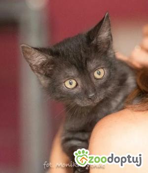 Do adopcji Myślenice