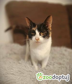 Do adopcji Warszawa