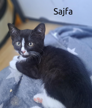 Do adopcji Cieszyn