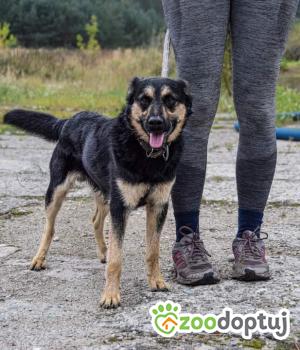 Do adopcji Białobrzegi