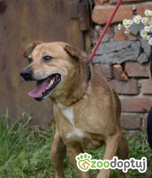 Do adopcji Mielec