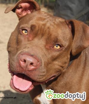 Do adopcji Nowy Dwór Mazowiecki