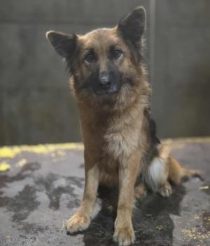 Do adopcji Zgierz