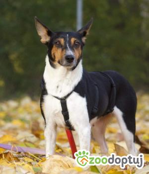 Do adopcji Gdańsk
