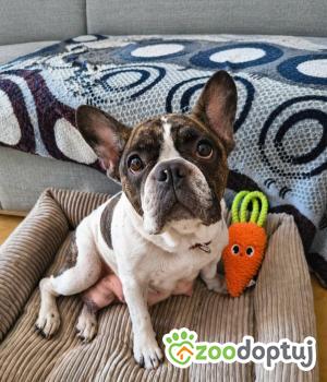 Do adopcji Warszawa