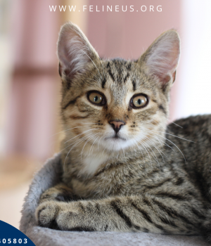 Do adopcji Rzeszów