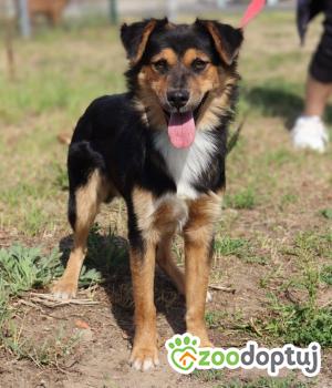 Do adopcji Głogów